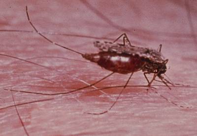 The mosquito <i>Anopheles gambiae</i>; the principal vector of malaria.