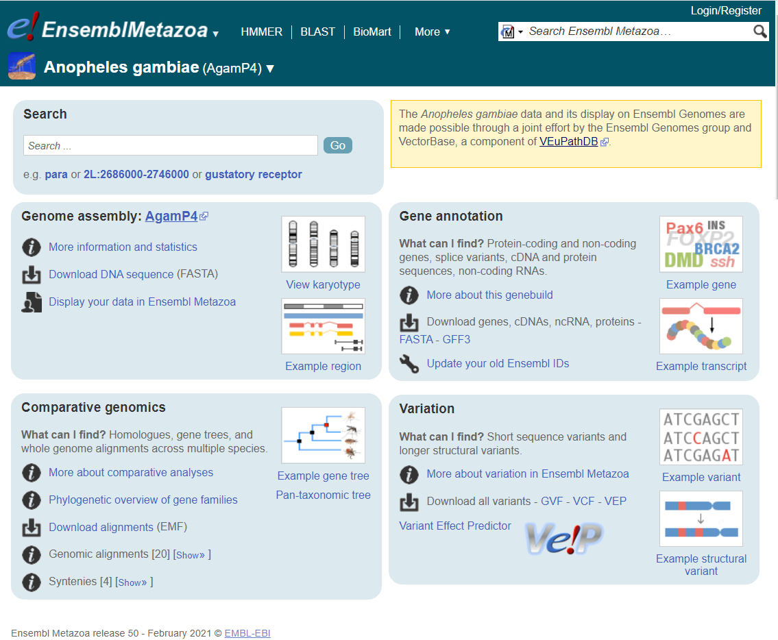 The genome of the malaria-carrying mosquito <i>Anopheles gambiae</i>