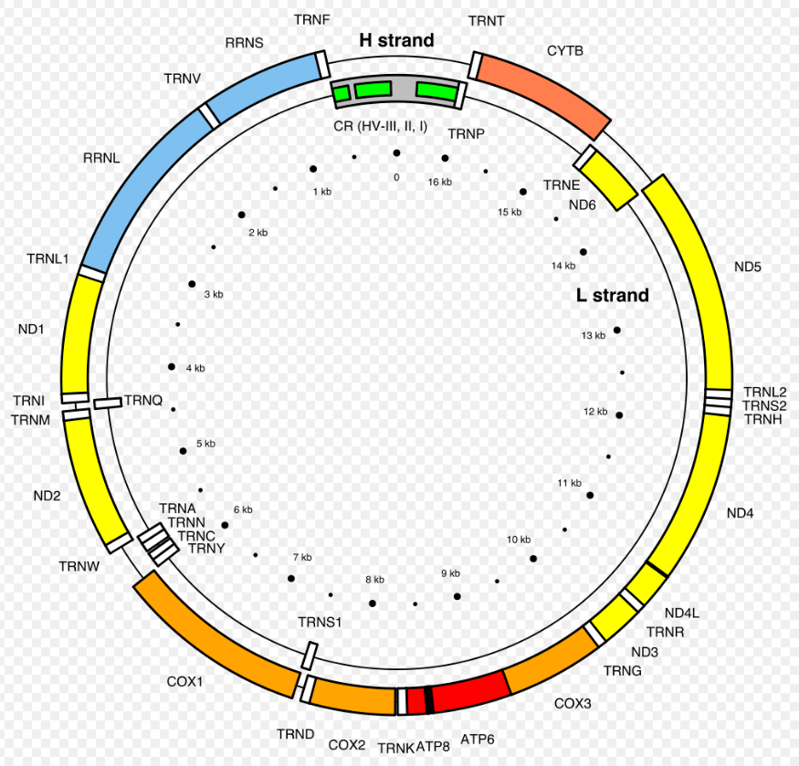 Human mitochondrial genetics