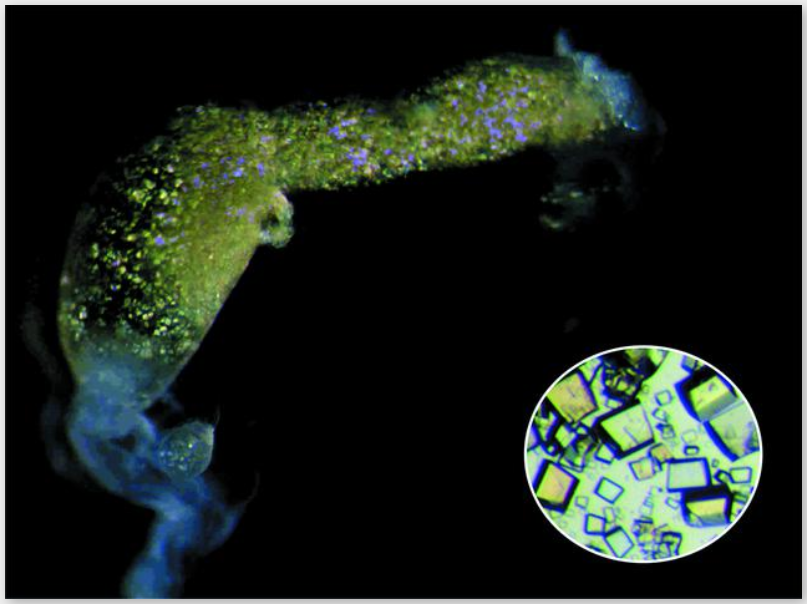 In-vivo grown crystals of Cockcoach milk (inside the gut)