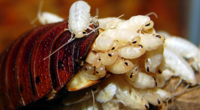 Newly born baby cockroaches