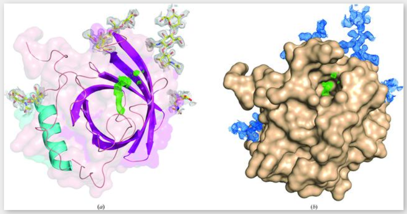 3D-structure presentations of cockroach milk protein