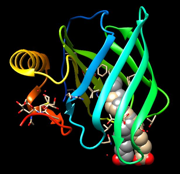 Lipid Binding protein - Binding state