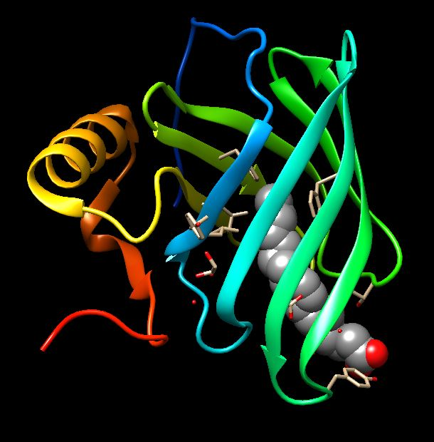 Lipid Binding protein - Binding state