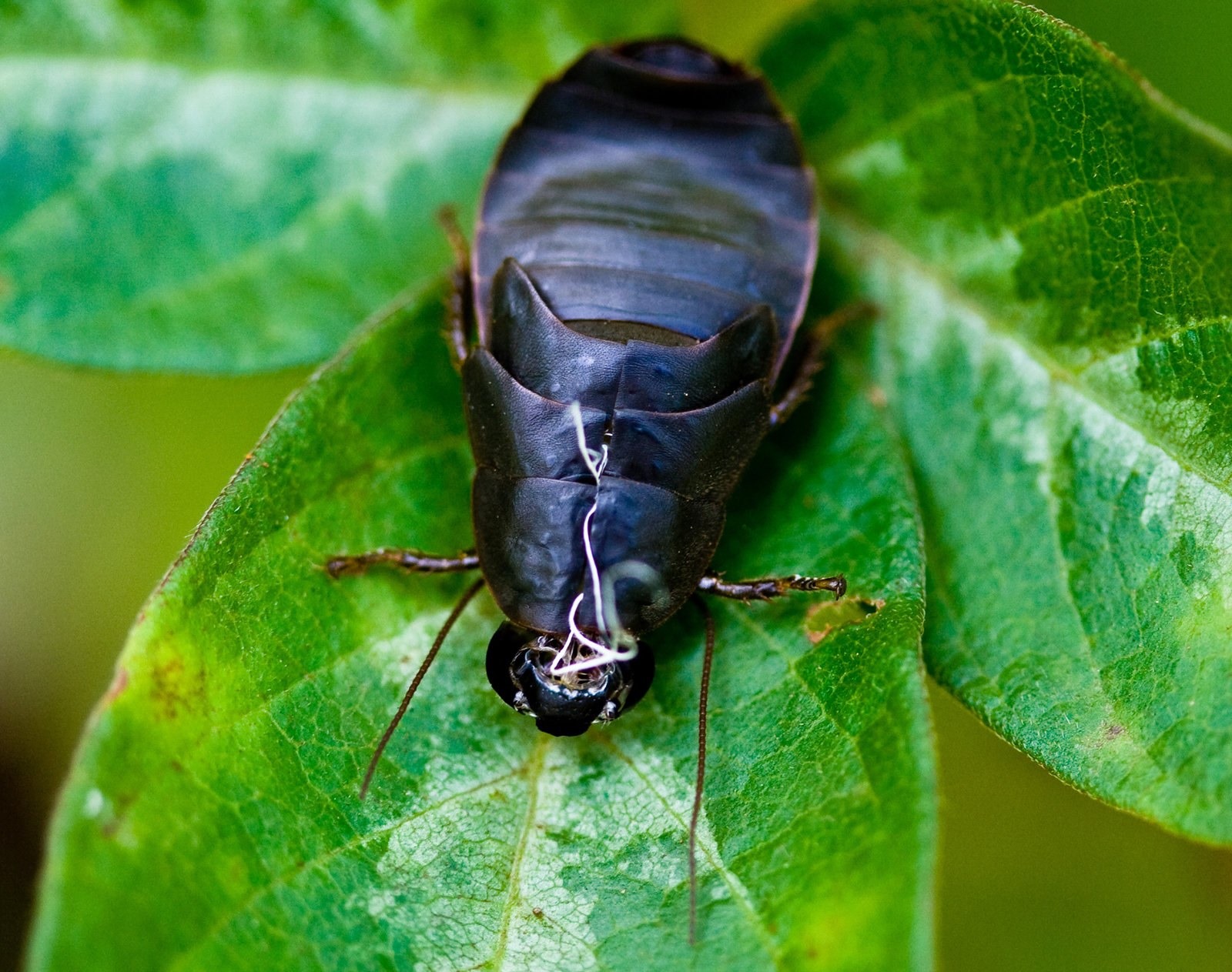 The Pacific beetle cockroach, native to Hawaii, gives birth to live young.