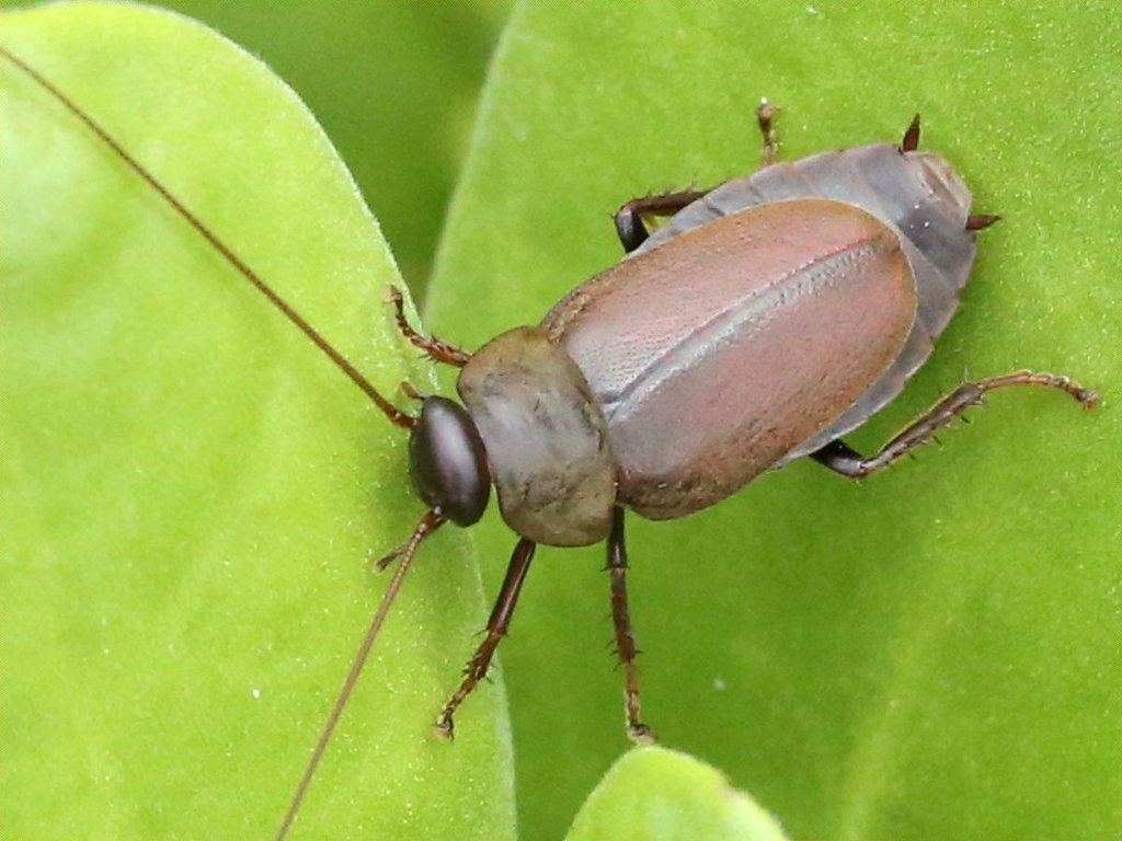 Pacific beetle cockroach (Diploptera punctata)