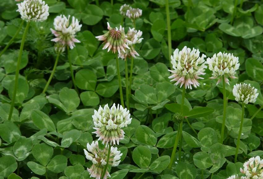 White clover; <b><i>Trifolium repens</i></b>