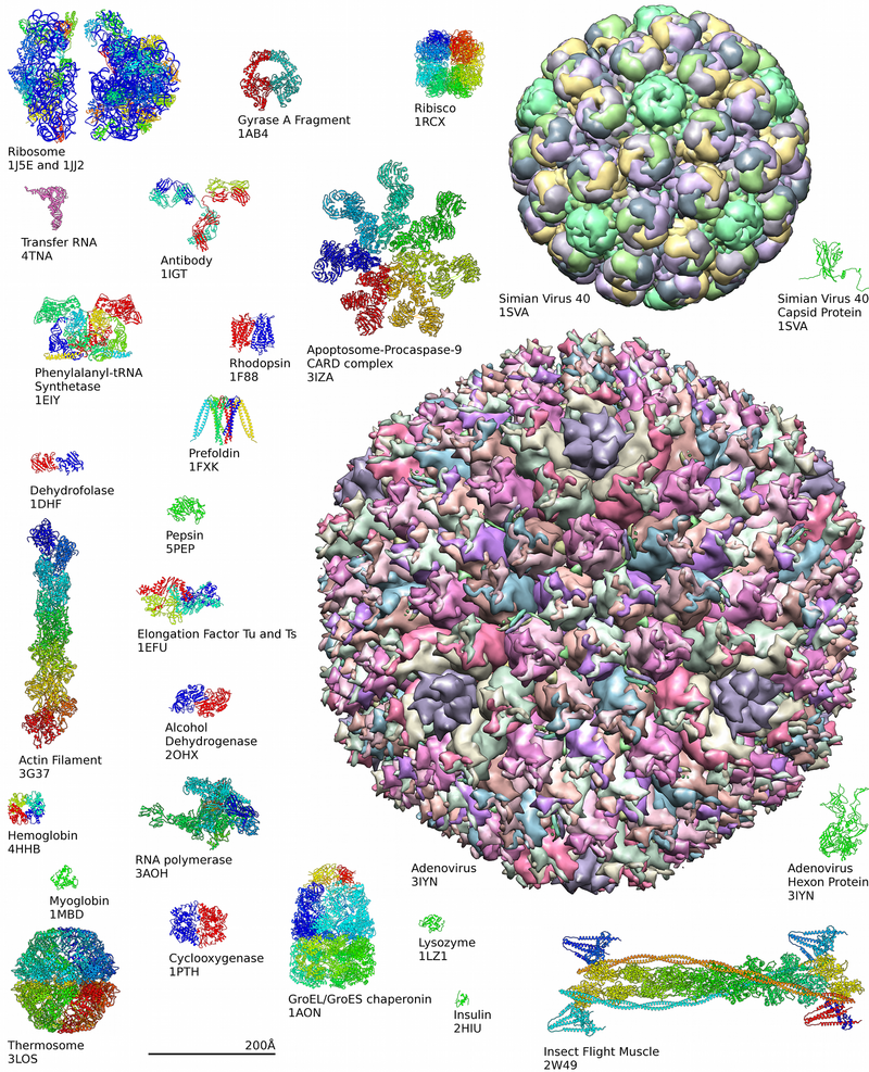 Structural Biology; examples of protein structure