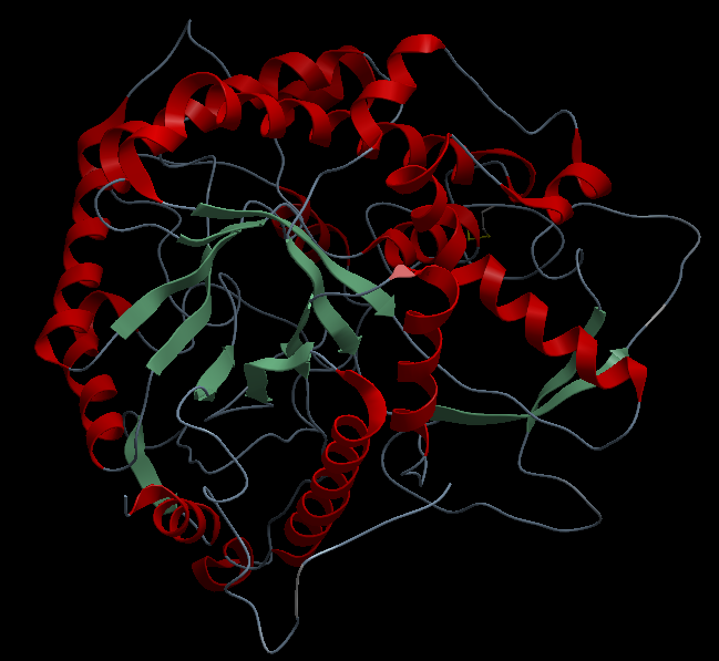 The (α/β)-8 barrel structural motif making up the core of the enzyme; Cyanogenic β-glucosidase