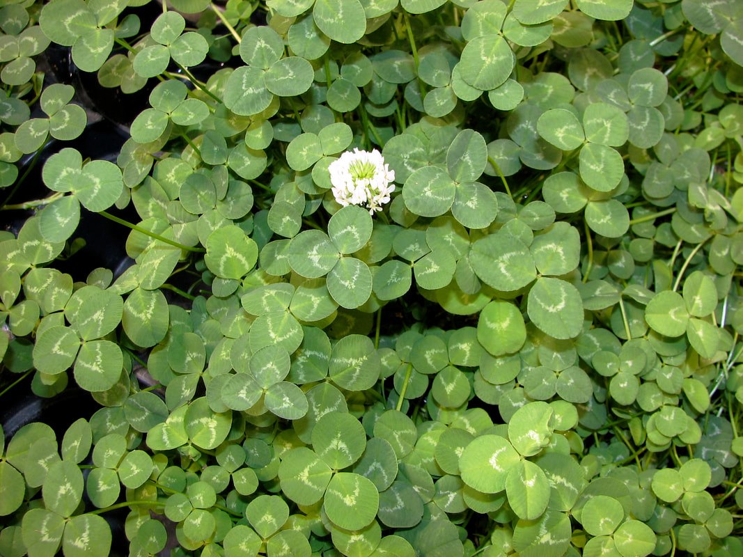 The white Clover Trifolium repens: