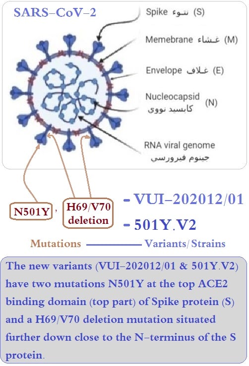 Image 1. 
				" 
				<div dir="auto" style="text-align: center;">
				Structure of the SARS-CoV-2 and the mutation positions shown by the new varaints.
				</div>
				"