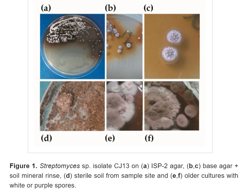 Image 1. 
				<div dir="auto" style="text-align: center;">
				See the reference paper:<br>
				"The Isolation of a Novel Streptomyces sp. CJ13 from a <br>Traditional Irish Folk Medicine Alkaline Grassland Soil <br> that Inhibits Multiresistant Pathogens and Yeasts" <br>
				<a href="https://www.mdpi.com/2076-3417/11/1/173/htm" target="_blank">
				https://www.mdpi.com/2076-3417/11/1/173/htm</a></div>
				