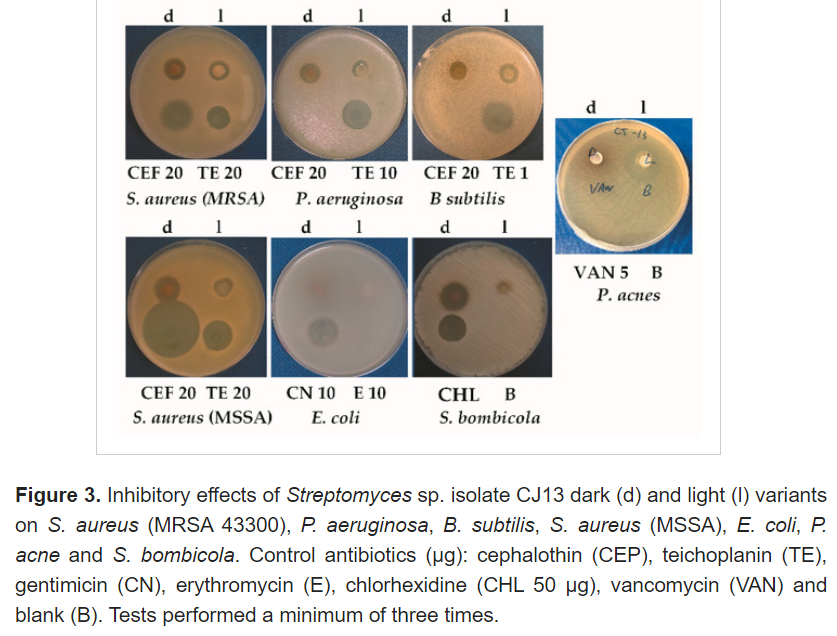 Image 2. 
				<div dir="auto" style="text-align: center;">
				Refer to the paper:<br>
				"The Isolation of a Novel Streptomyces sp. CJ13 from a <br>Traditional Irish Folk Medicine Alkaline Grassland Soil <br> that Inhibits Multiresistant Pathogens and Yeasts" <br>
				<a href="https://www.mdpi.com/2076-3417/11/1/173/htm" target="_blank">
				https://www.mdpi.com/2076-3417/11/1/173/htm</a></div>
				