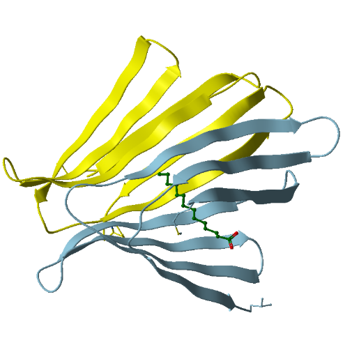 Image 3. "  
Distinct structural fold in a virus lipid-binding protein ..<br>
طيّة تركيبية متميزة لبروتين فيروسي رابط - للّيبيد ..
<br>
See:  <a href="http://bioinformaticstools.org/ssfs/ssfs.php?qry=5ezu" target="_blank">http://bioinformaticstools.org/ssfs/ssfs.php?qry=5ezu</a> 
				"