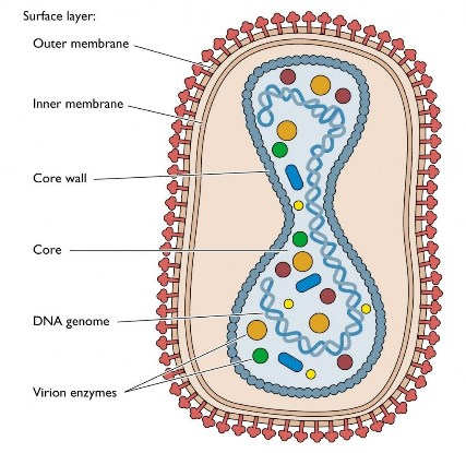 Image 4. " The VACV virus: <a href="https://www.creative-biolabs.com/oncolytic-virus/oncolytic-vaccinia-virus.htm" target="_blank">https://www.creative-biolabs.com/oncolytic-virus/oncolytic-vaccinia-virus.htm</a>
 "