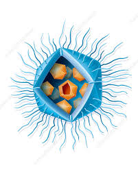 Image 6. 
				" 
				<div dir="auto" style="text-align: center;">
				Schematic representation of viral invasion of the giant virus Mamavirus by other ordinary viruses
				"