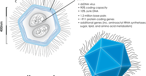 Image 7. 
				" 
				<div dir="auto" style="text-align: center;">
				Giant virus composition.<br>
				Refer to annotation in the image.
				"