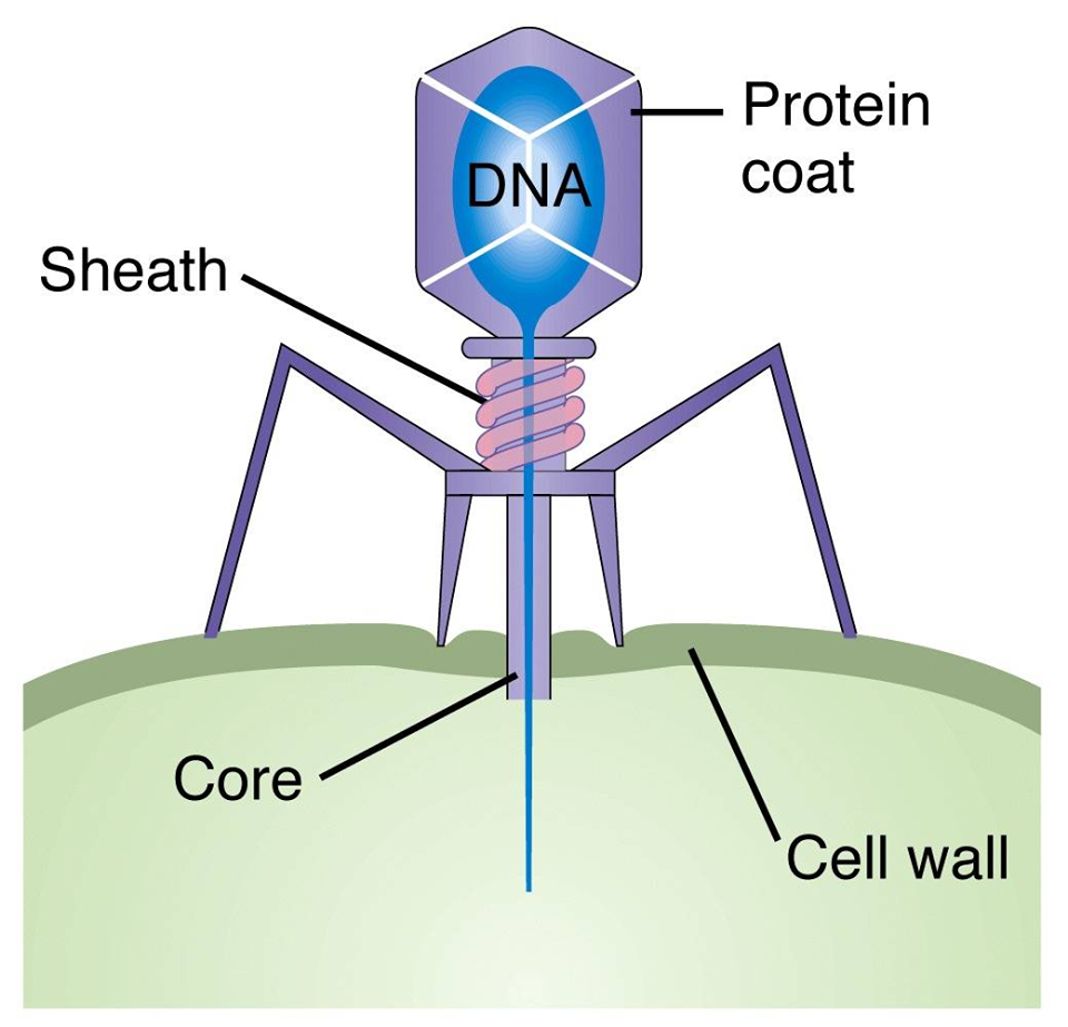 Image 8. 
				" 
				<div dir="auto" style="text-align: center;">
				Bacterphage<br>
				Bacteria viral infection mechanism.
				"