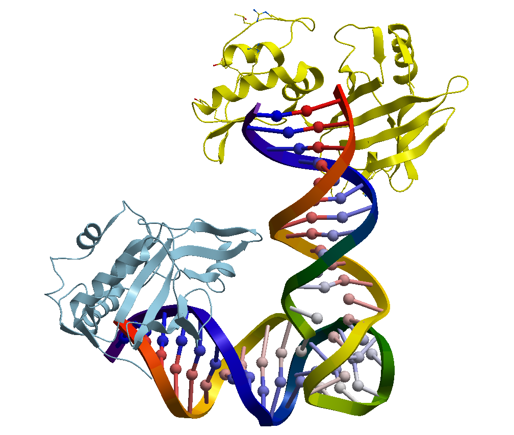 Image 1. "  <div dir="righ" style="text-align: center;"> معقد DNAzyme مع بروتين ASFVPOLX، أنظر الرابط: </div> 
				<a href="http://www.bioinformaticstools.org/ssfs/ssfs.php?qry=5xm8 " target="_blank">http://www.bioinformaticstools.org/ssfs/ssfs.php?qry=5xm8</a>				"