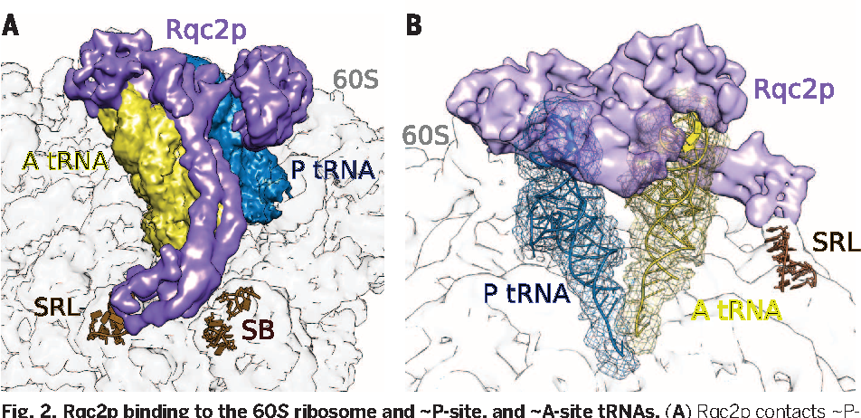  
						<div dir="auto" style="text-align: start;">
						Image 4. "
						Rqc2p binding to the 60S ribosome, ~P-site and ~A-site tRNAs<br>
						<b>A.</b> Rqc2p contacts ~P- and ~A-site tRNAs, the sarcin-ricin loop (SRL) and P-stalk base rRNA (SB).<br>
						<b>B.</b> Rigid body fitting of tRNAs structures (ribbons) into EM densities (mesh).<br>
						(This is Figure 2 from the paper at: <a href="http://europepmc.org/article/PMC/4451101" target="_blank">http://europepmc.org/article/PMC/4451101</a>) 
						"</dir>