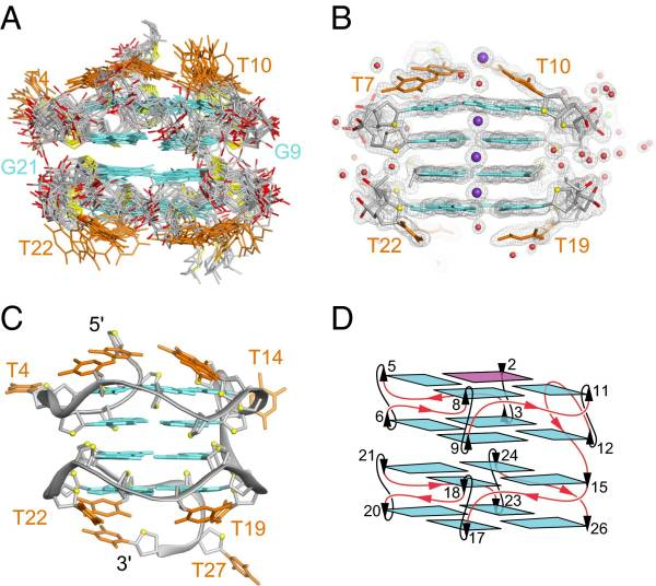 Left-handed G-quadruplex DNA