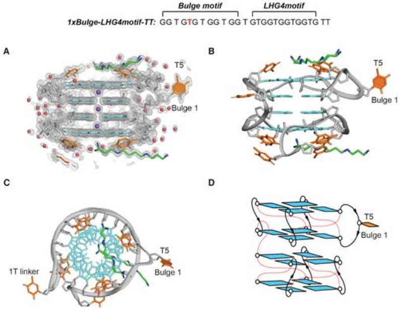 Left-handed G-quadruplex DNA with buldge