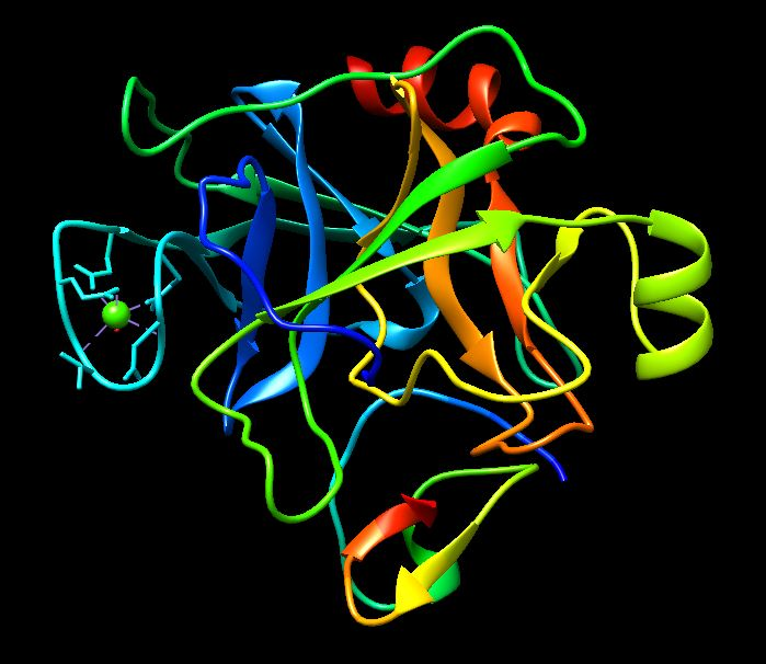 Overall 3D structure of the Trypsin.