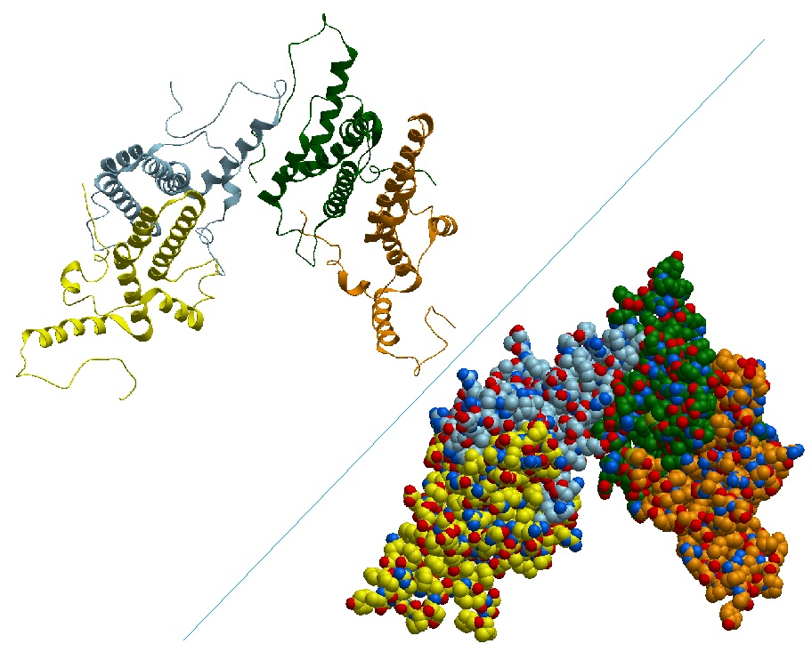 Biological unit made of 4 chains A, B, C & D in cartoon secondary-structure and CPK representations.