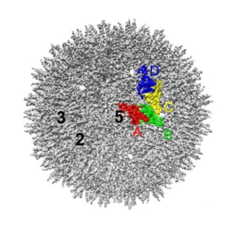 Full assembly of the HBV viral capsid shell see: