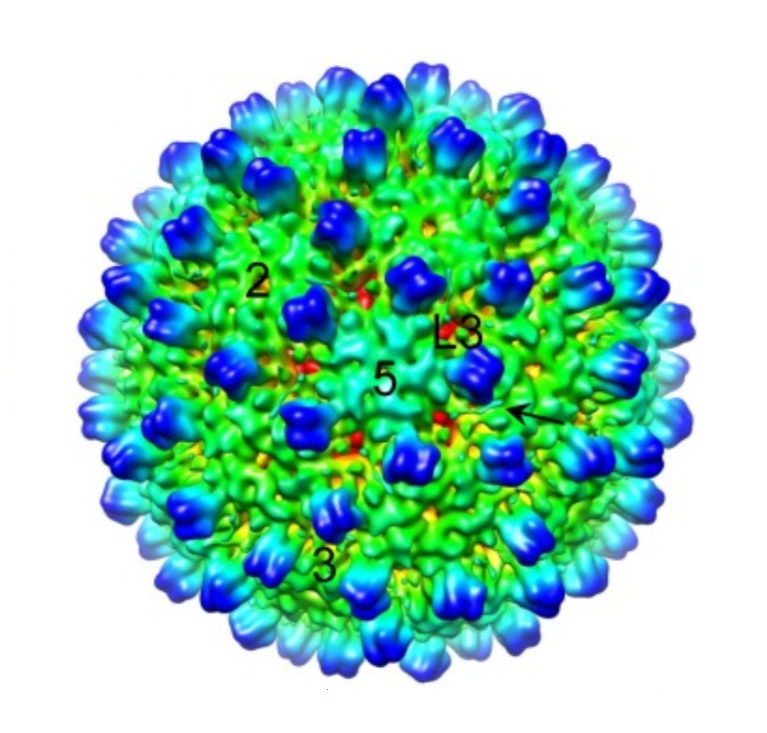 Full assembly of the HBV viral capsid shell see: