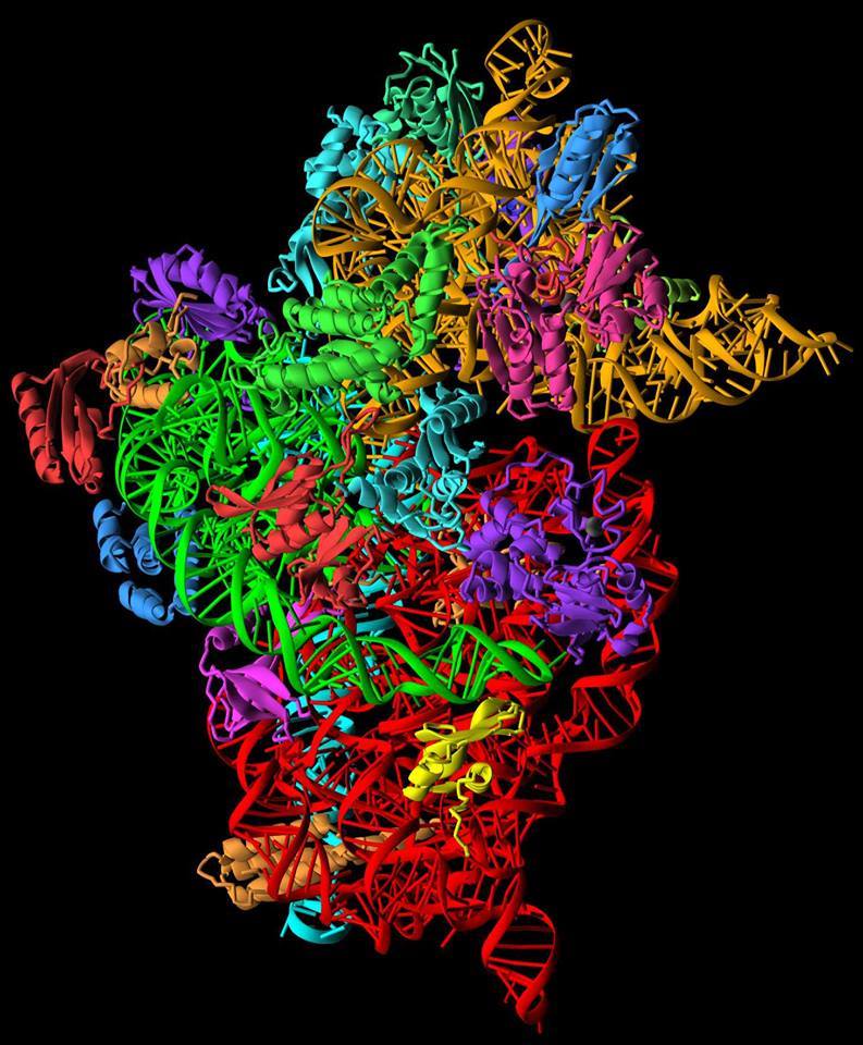 Image 3. 
				" 
				<div dir="auto" style="text-align: center;">
				The 30S component, or ‘brain’ of the ribosome.<br>
				Credit: Ramakrishnan Lab. <br>
				<a href="https://blog.sciencemuseum.org.uk/ultimate-molecular-machine-plays-key-role-in-superbug-fight" target="_blank">
				https://blog.sciencemuseum.org.uk/ultimate-molecular-machine-plays-key-role-in-superbug-fight </a></div>
				"