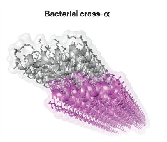 ألياف أميلويدية في تركيب حلزون_ألفا α-helical Amyloids ..