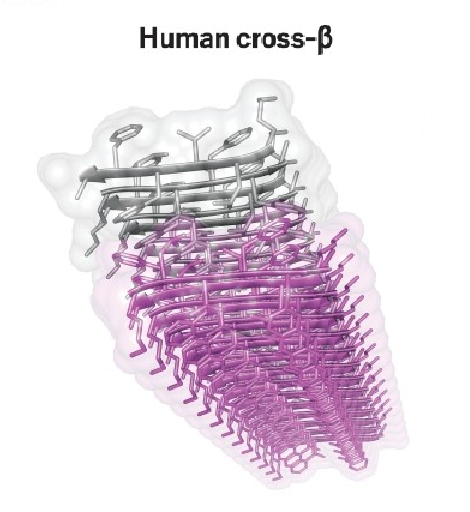 ألياف أميلويدية في تركيب ورقي_بيتا β-Sheets Amyloids،