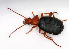 Bombardier Beetle