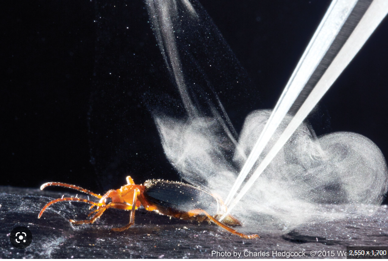 Bombardier Beetle ejecting hot-spray in defence.