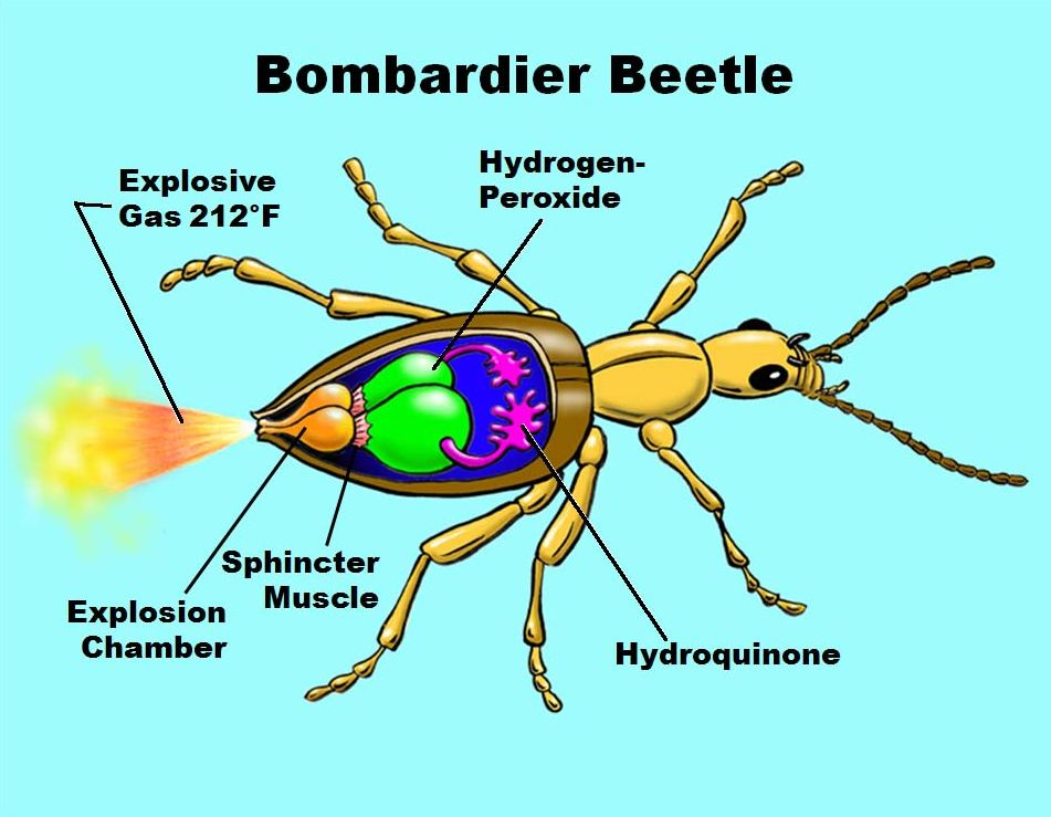 Physiology: A. The firing system Bombardier Beetl.e