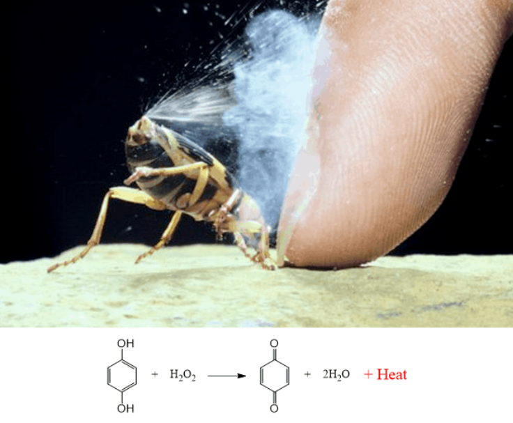 The chemical reaction responsible for the burning spray.