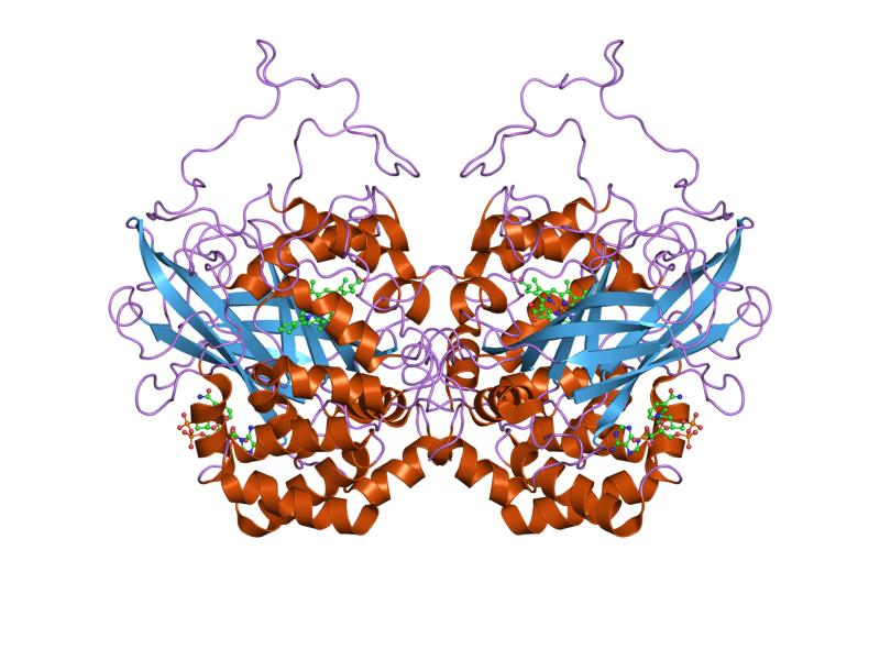 Structure of the Catalase enzyme