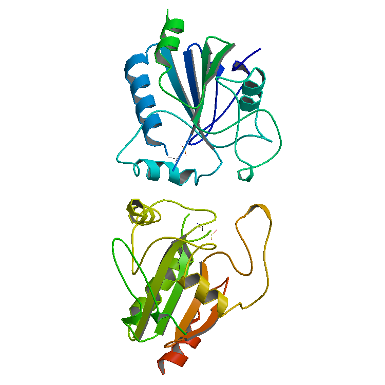 Structure of the Peroxidase enzyme