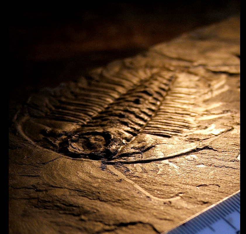 A fossilized trilobite, an ancient type of arthropod