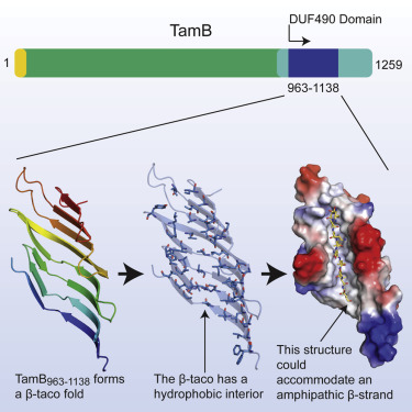 The structural domain of the β-taco within the overall TamB protein complex.