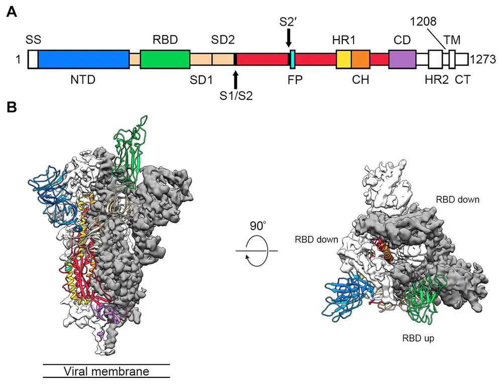 Different orientations of Spike protein of the Coronavirus and its position in the genome.