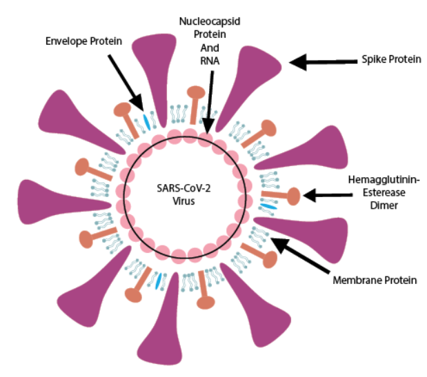 Spike proteins responsible for binding the virus to the target cells.