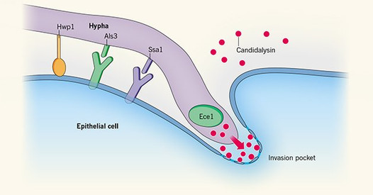 Candidalysin is a fungal peptide toxin critical for mucosal infection