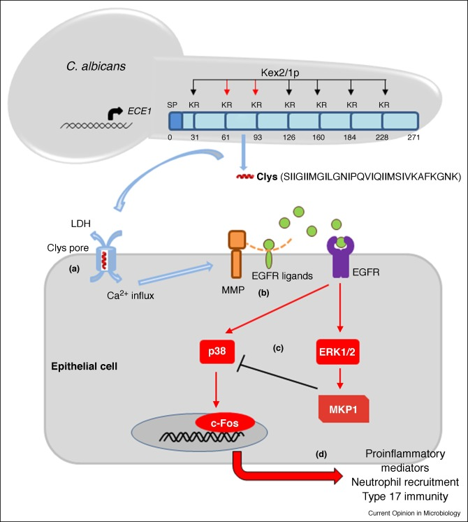 Candidalysin: discovery and function in <i>Candida albicans</i> infections