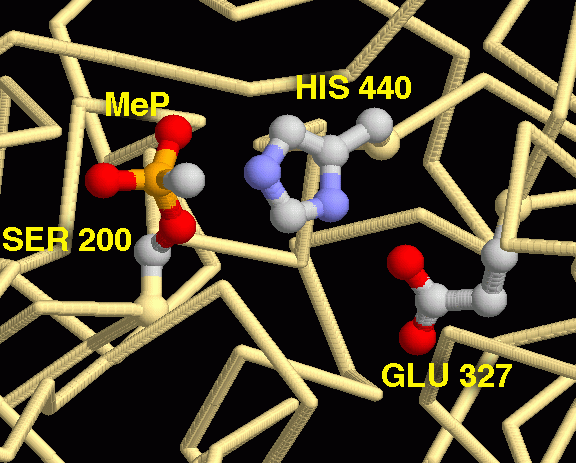 The structure shown here, from PDB entry <b>1cfj</b>, shows the active site triad of acetylcholinesterase after being poisoned by sarin. In the normal reaction, the serine amino acid forms a bond to the acetyl group of acetylcholine, breaking the molecule. Then, in a matter of microseconds, a water molecule breaks the new bond, releasing acetic acid and restoring the serine to its original form. Sarin, however, transfers a nasty methylphosphonate group (MeP in the picture) to the serine. The phosphonate is far more stable and will disable the enzyme for hours or days.