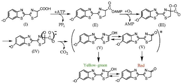 Proposed mechanism of the firefly Lucifirase enzyme bioluminescence reaction