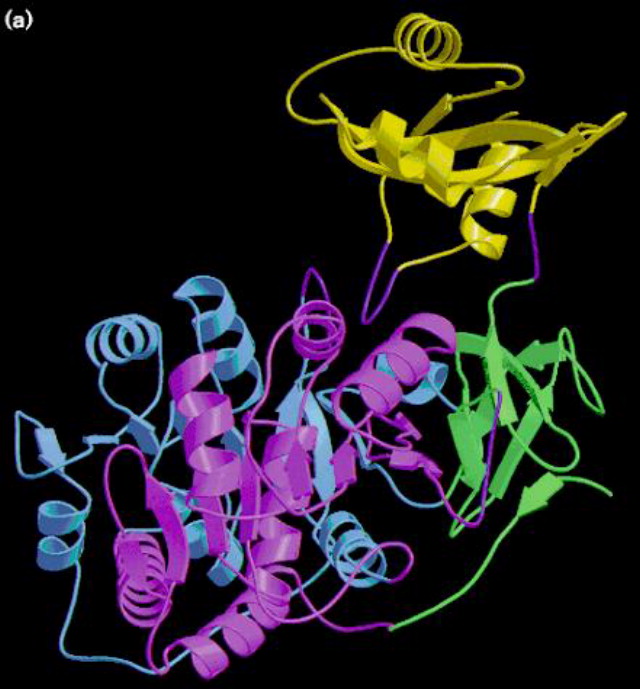 Strcutural domain representation of the firefly luciferase molecule shown in two orthogonal views