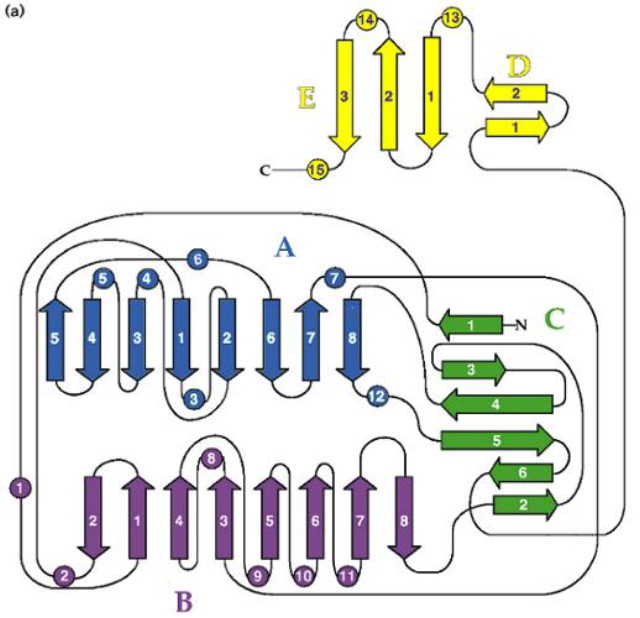 Overall topology of the firefly luciferase enzyme.