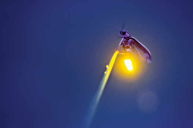 A real example of a glowing <b>firefly</b> insect species <i>Photinus pyralis</i>.